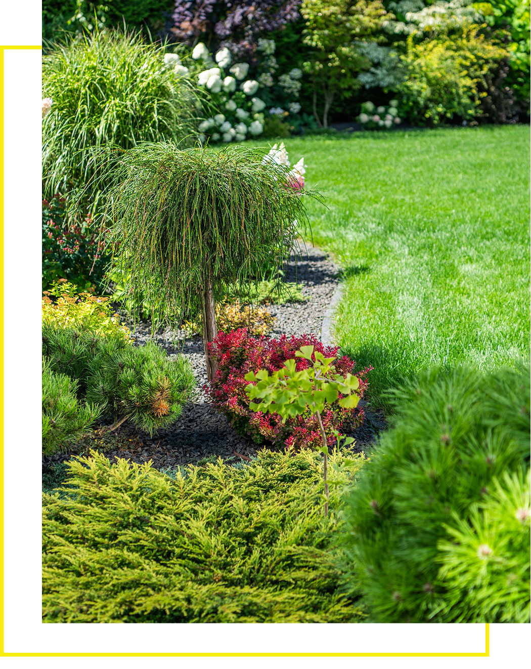 Vibrant garden with diverse plants