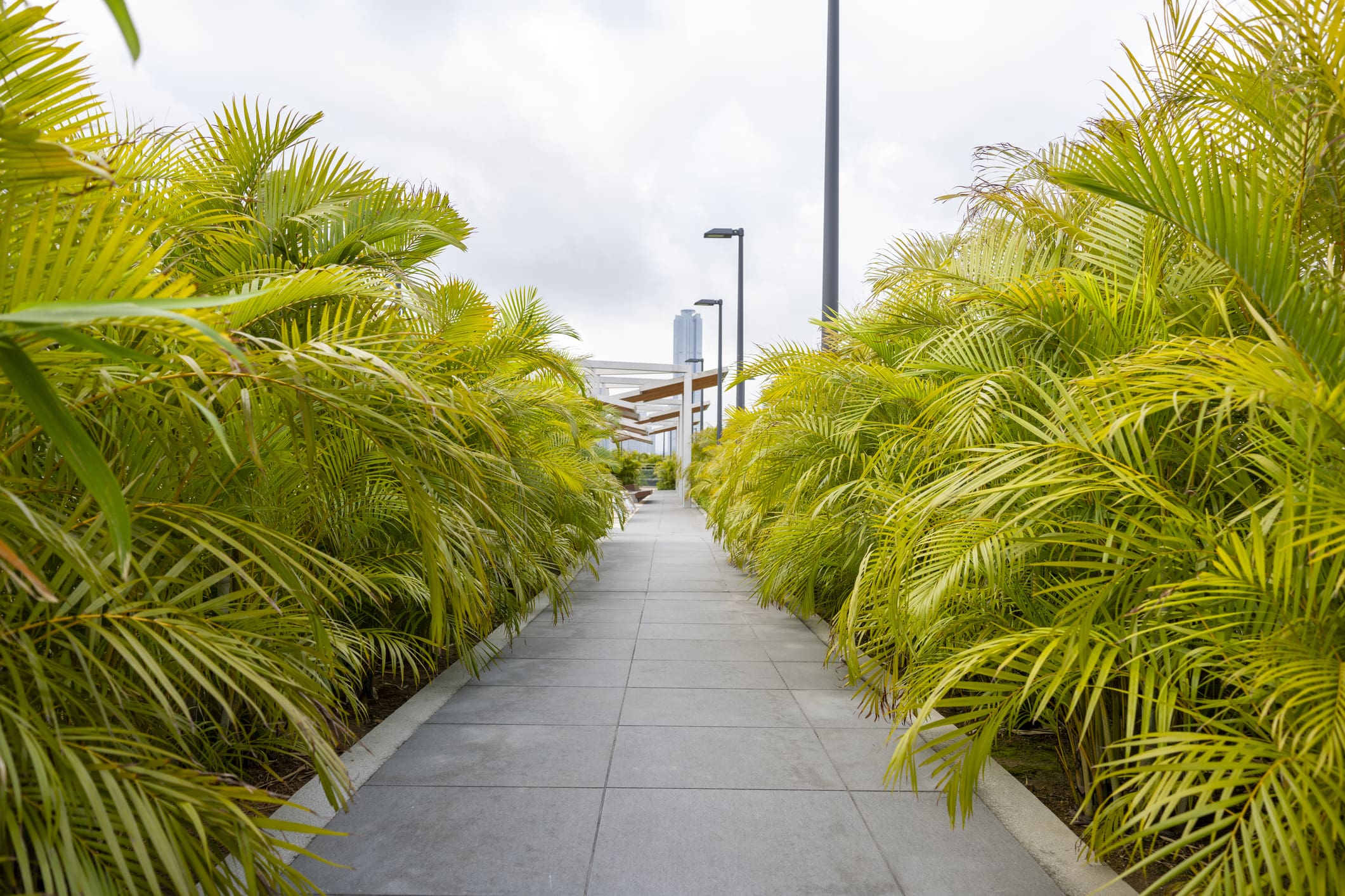 Urban walkway surrounded by greenery
