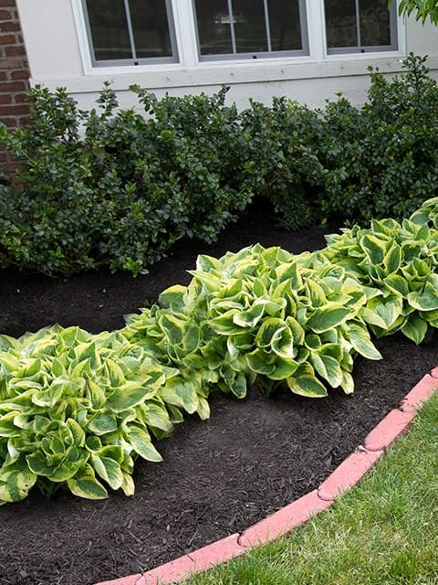 Variegated hosta plants by a window